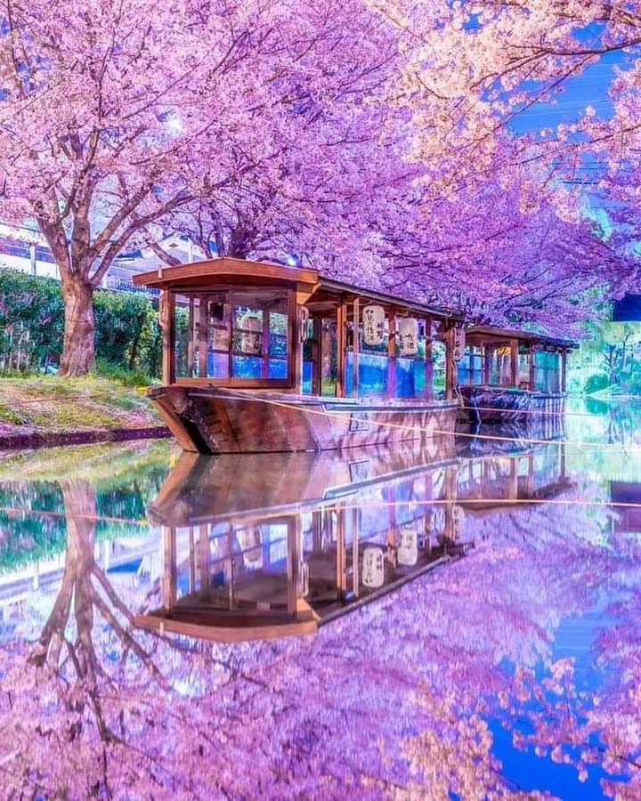 Sakura